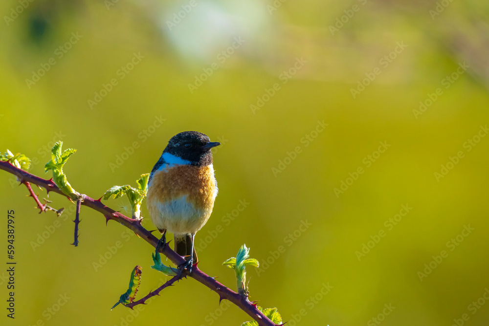 Male Stonechat, Saxicola rubicola, bird singing Male Stonechat, Saxicola rubicola, bird singing