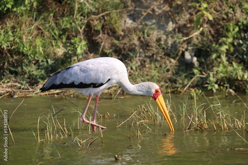 Hunting yellow billed stork