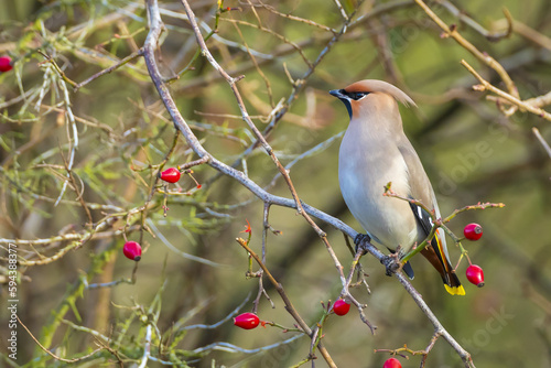 The Bohemian waxwing, Bombycilla garrulus, migratory bird is a rare visitor in the Netherlands