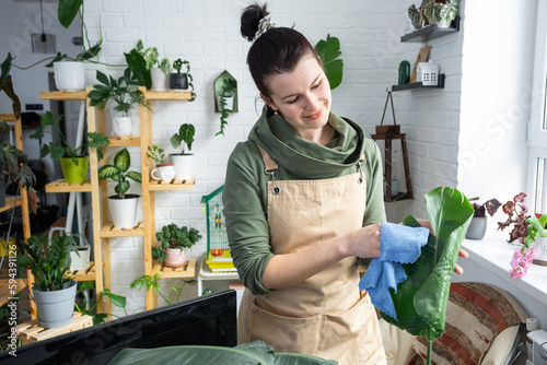 Woman wipes the dust with a rag from the leaves of home potted plants, grown with love on shelves in the interior of the house. Home plant growing, green house, purity and health of plants. 