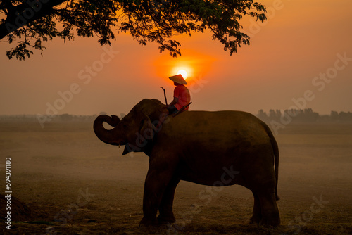 Photography Silhouette of one mahout stay on head or back of elephant and near big tree with sunrise on the background