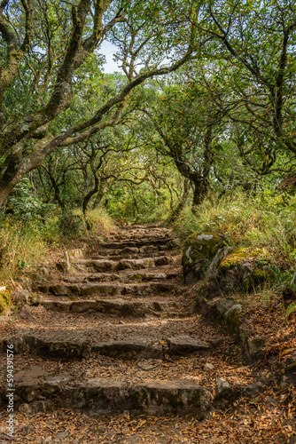 Footpath with stone steps and foliage flanked by trees with curved branches in the woodland of Buçaco, Luso PORTUGAL
