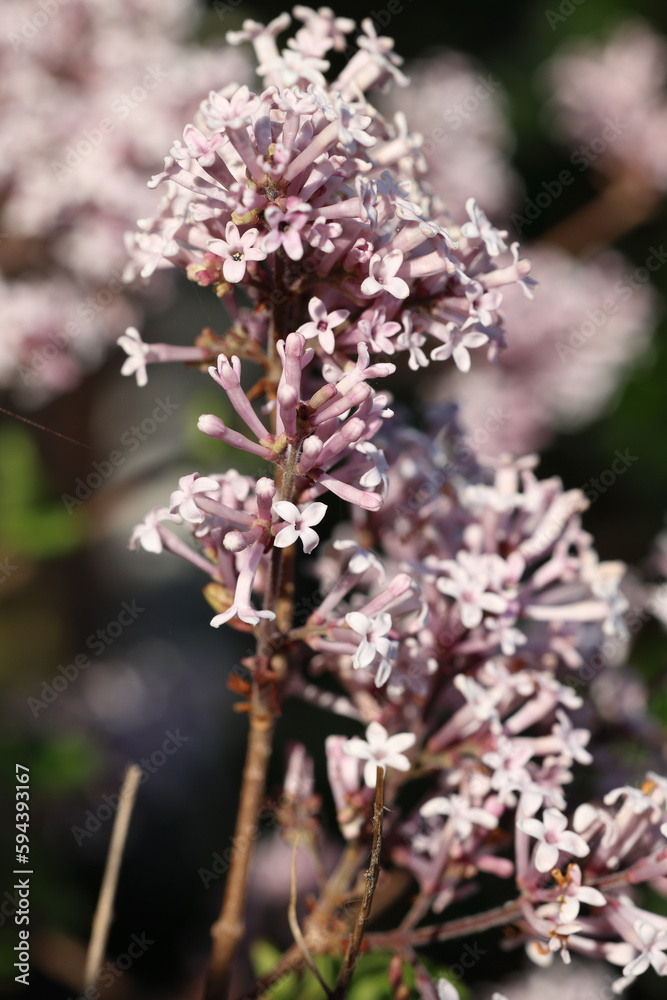 Bourgeons de lilas de Chine au printemps Bourgeons de lilas de Chine au printemps