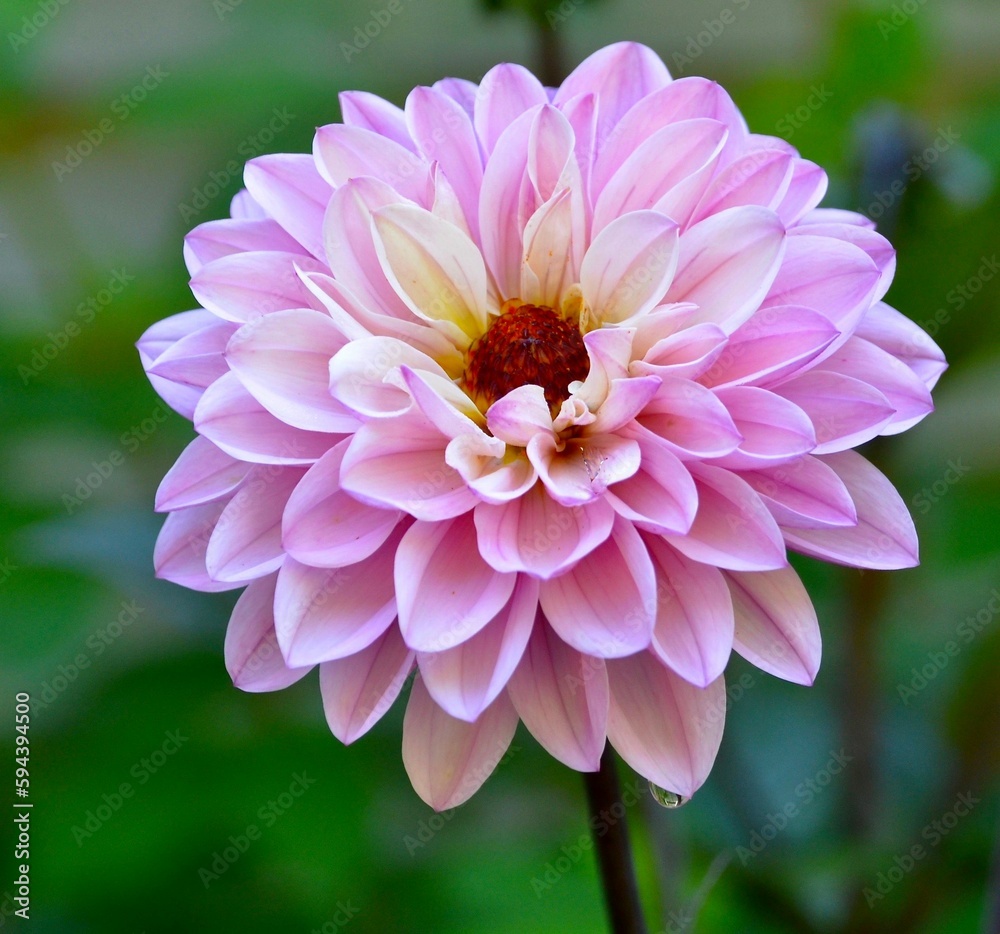 Fototapeta premium Closeup of a gorgeous dahlia