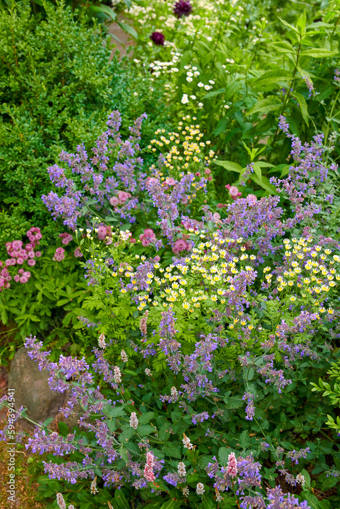 Beautiful flowers from my garden. A series of beautiful garden photos. Beautiful flowers from my garden. A series of beautiful garden photos.
