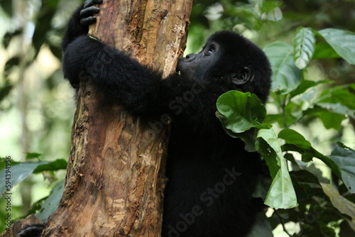 Baby mountain gorilla climbing a tree