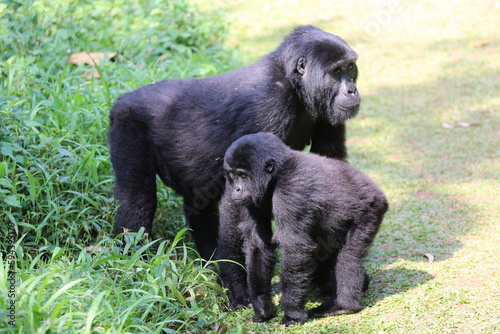 Mountain gorilla with a baby