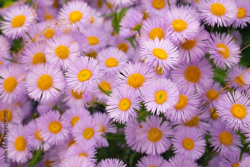 A bunch of pink and purple small flowers for a nature postcard or floral design