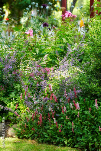 Fototapeta Naklejka Na Ścianę i Meble -  Beautiful flowers from my garden. A series of beautiful garden photos.