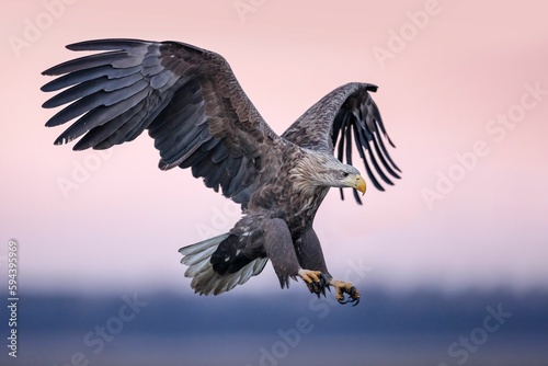 White-tailed eagle captured in mid-flight, with its expansive wingspan spread wide