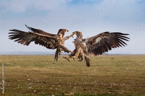 Pair of white-tailed eagles locked in a midair battle with their wings spread wide as they soar © Robin Lowry/Wirestock Creators