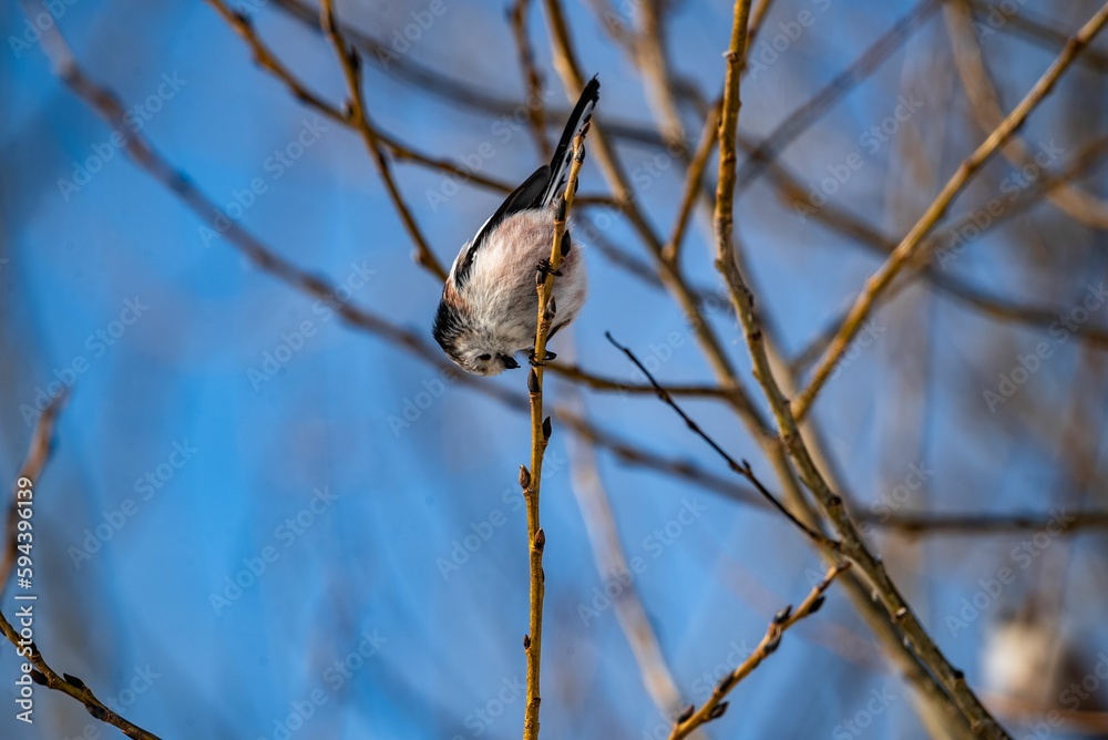 Selective focus of a long-tailed tit perched on tree branch, clear sky blurred background Selective focus of a long-tailed tit perched on tree branch, clear sky blurred background