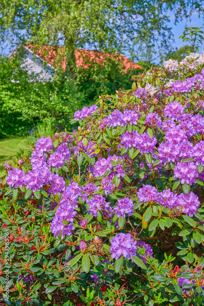 Rhododendron in my garden. A series of photos of rhododendron in garden. Rhododendron in my garden. A series of photos of rhododendron in garden.