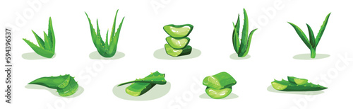 Aloe Vera Green Plant with Succulent Leaf Vector Set