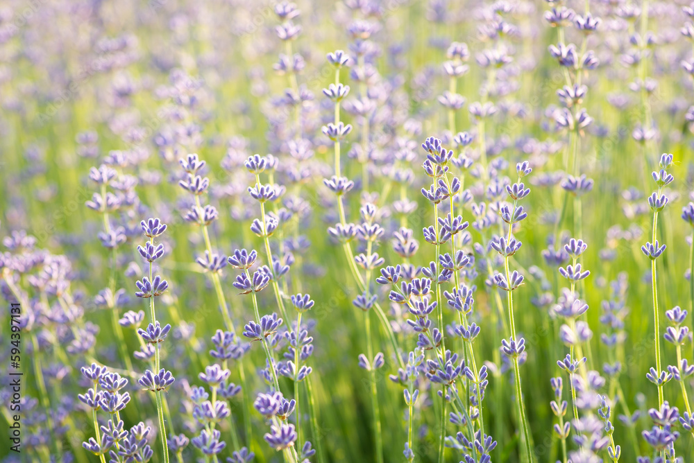 Fototapeta premium Focus on tender voilet lavender flowers, close up. Beautiful and odorous plant, oil industry