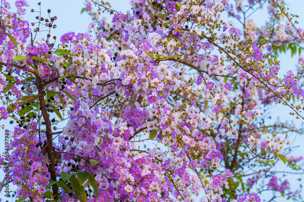Beautiful blooming bungor (Lagerstroemia loudonii Teijsm. Binn) flowers Thai bungor tree and green leaves with the park in spring day blue sky background Thailand.