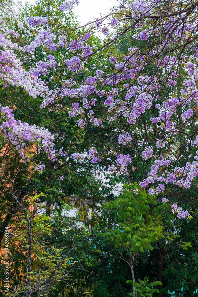 Beautiful blooming bungor (Lagerstroemia loudonii Teijsm. Binn) flowers Thai bungor tree and green leaves with the park in spring day blue sky background Thailand. Beautiful blooming bungor (Lagerstroemia loudonii Teijsm. Binn) flowers Thai bungor tree and green leaves with the park in spring day blue sky background Thailand.