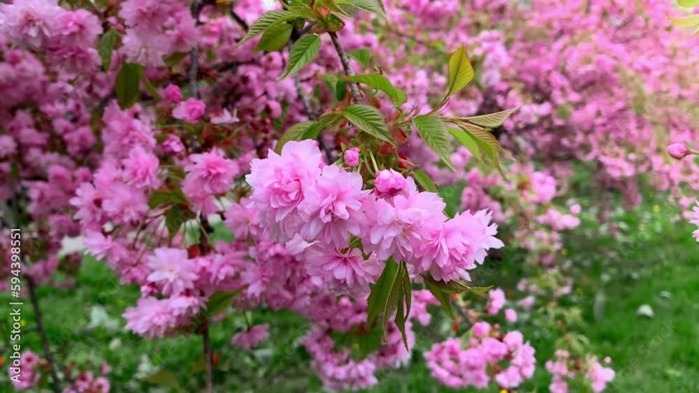 beautiful sakura flowers in the garden in spring beautiful sakura flowers in the garden in spring