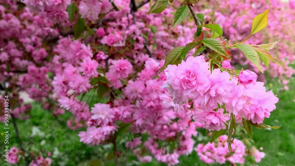 pink sakura flowers in the garden in spring pink sakura flowers in the garden in spring