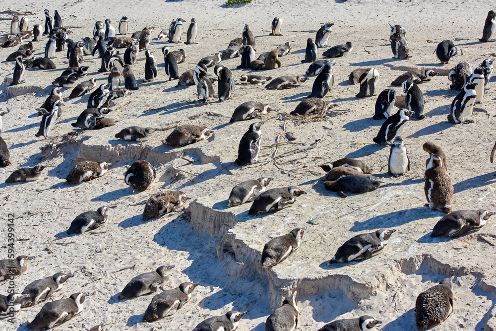 Penguins at Boulders Beach. Black-footed penguin at Boulders Beach, Simonstown, South Africa. Penguins at Boulders Beach. Black-footed penguin at Boulders Beach, Simonstown, South Africa.