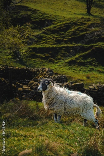 Majestic white furry Boreray sheep standing on the green hillside