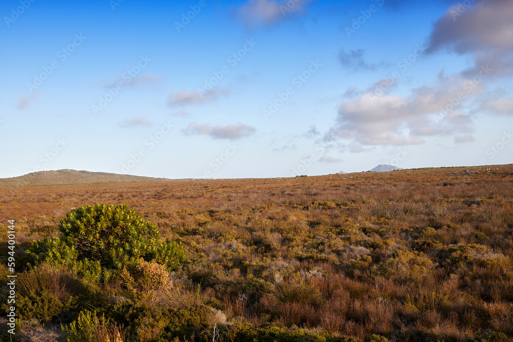 The wilderness of Cape Point National Park. The wilderness of Cape Point National Park, Western Cape, South Africa. The wilderness of Cape Point National Park. The wilderness of Cape Point National Park, Western Cape, South Africa.