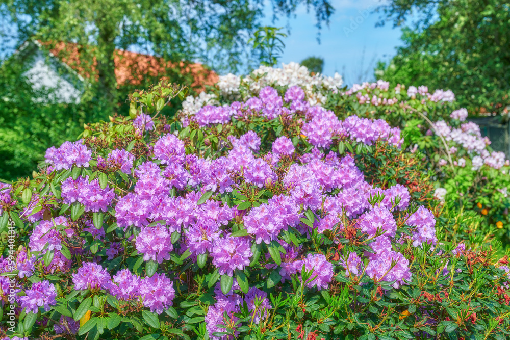 Rhododendron in my garden. A series of photos of rhododendron in garden.