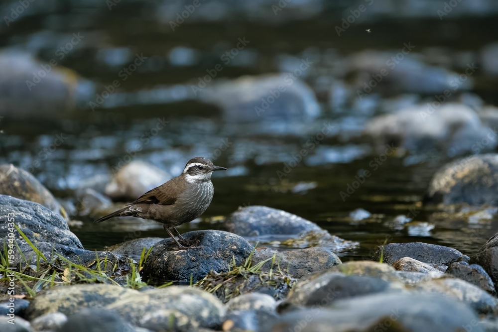 Close up of a dark-bellied cinclodes perched upon a rock near a stream Close up of a dark-bellied cinclodes perched upon a rock near a stream