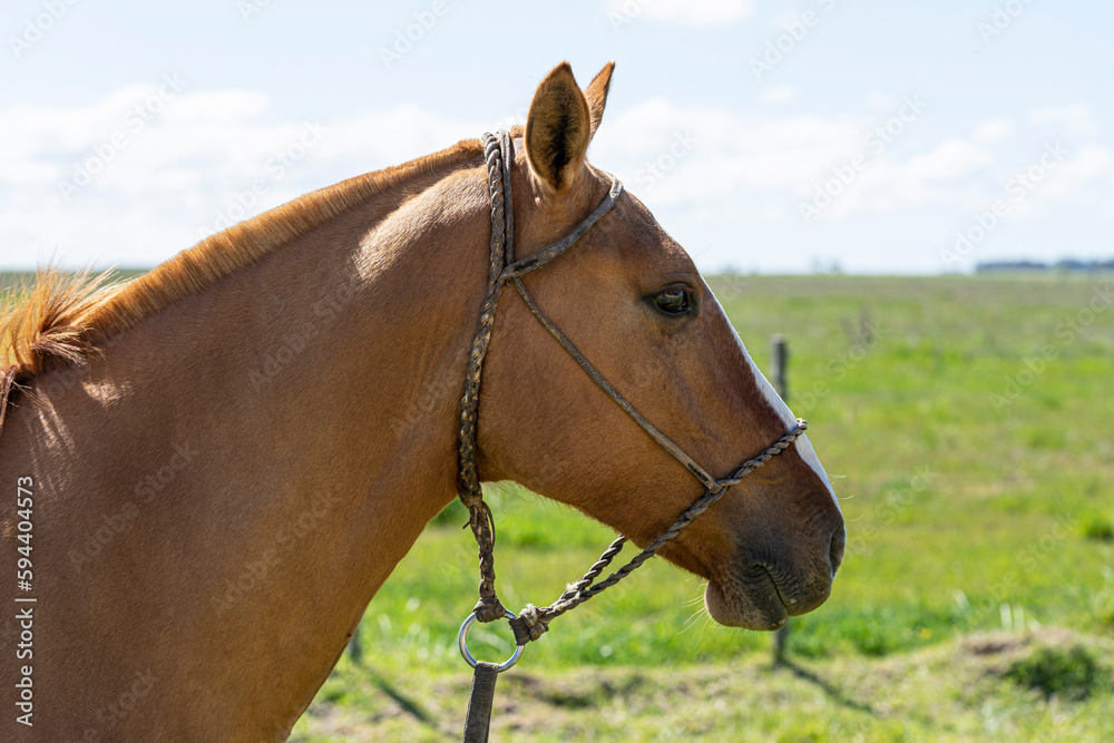 Obraz premium Lonely horse, brown color, in the pampas, Argentina