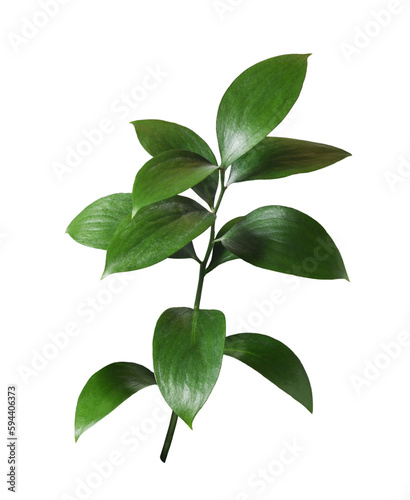 Twig of ruscus with green leaves isolated on white or transparent background
