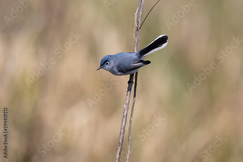 Fotografía gnatcatcher on grass reed