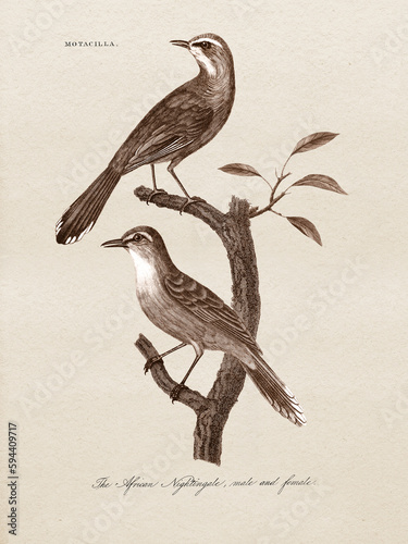 Restored antique copperplate illustrations