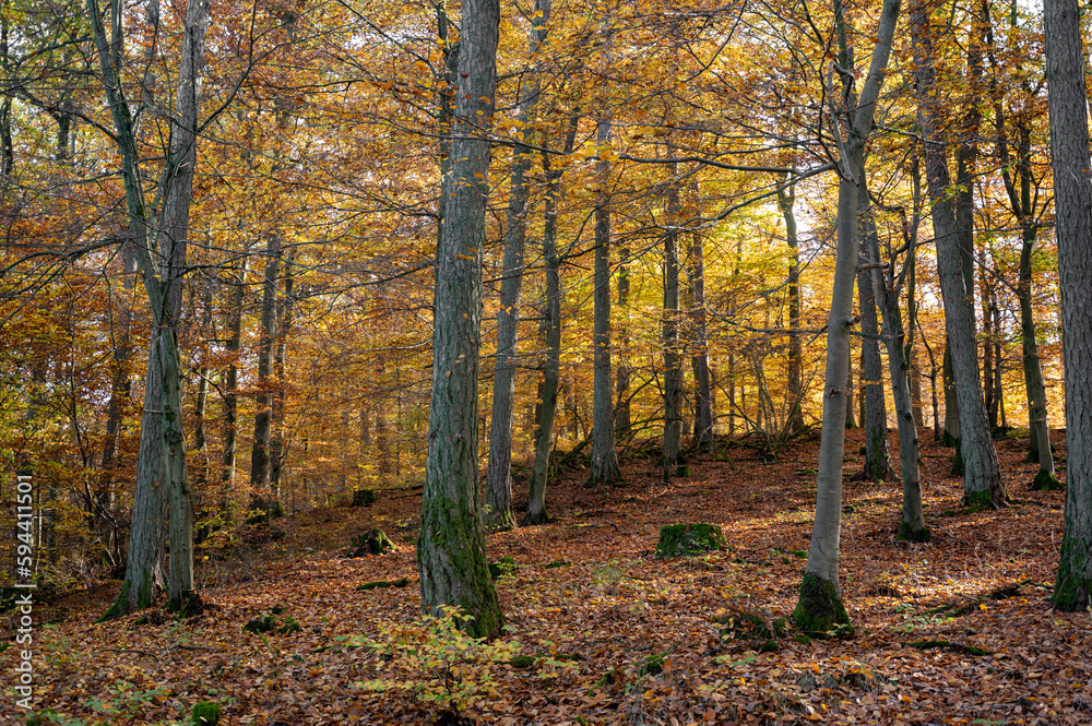 Obraz premium Autumn forest