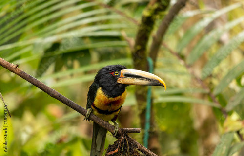 Pteroglossus erythropygius, Pale-mandibled Aracari, Arasarí acollarado en vertical sentado de perfil mirnado la cámara photo