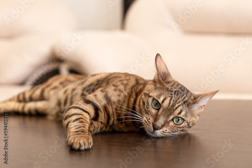Wallpaper Mural The Bengal cat is a purebred cat. Portrait. Holidays and events. Pets Torontodigital.ca