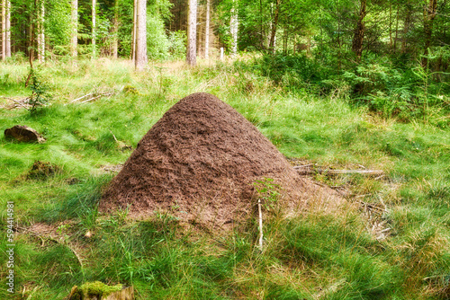 Huge anthill in a pine forest. Huge anthill in pine forest, Denmark.