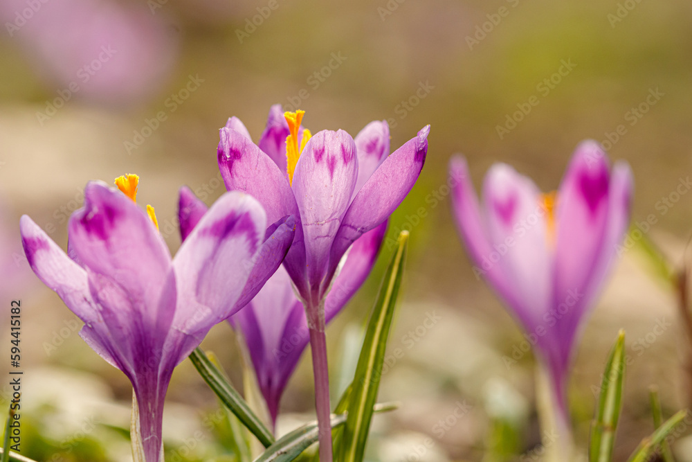 Purple beautiful blooming crocuses in spring against the background of grass Purple beautiful blooming crocuses in spring against the background of grass