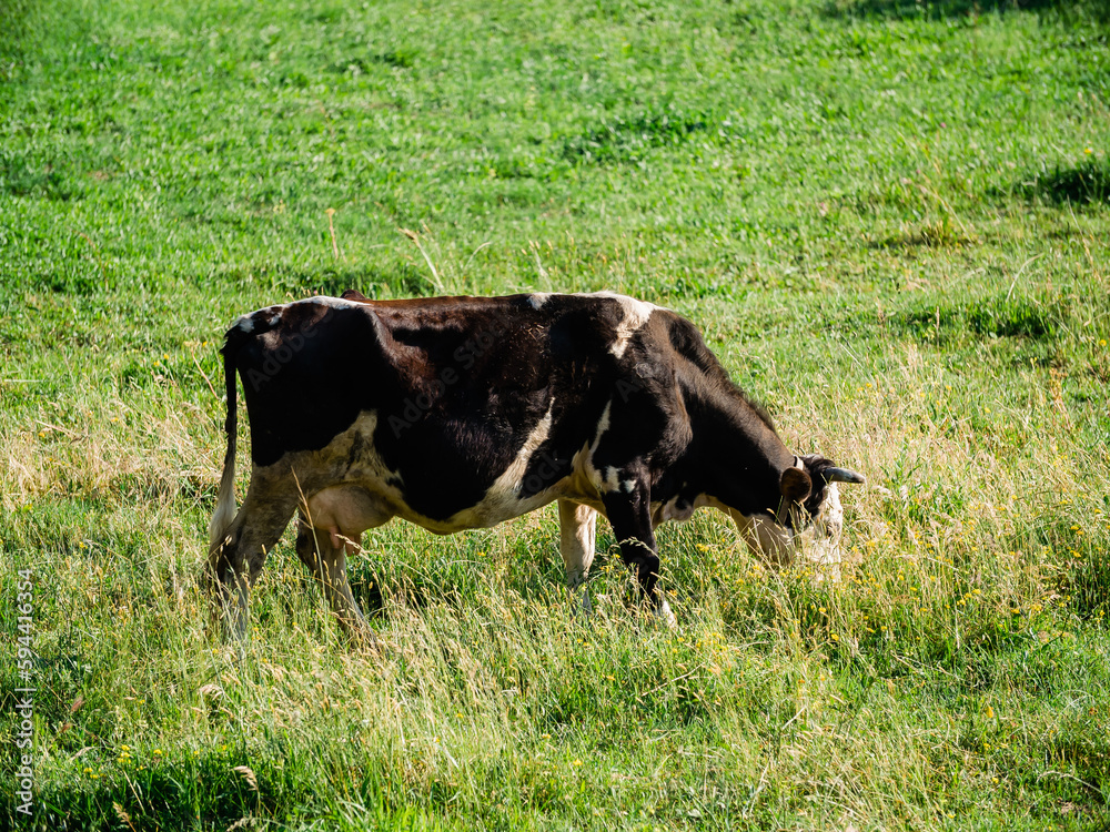 Dairy cow on summer pasture - Dairy cattle concept Dairy cow on summer pasture - Dairy cattle concept