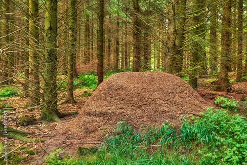 Huge anthill in a pine forest. Huge anthill in pine forest, Denmark. photo