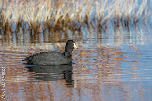 Schilderij op canvas American coot (Fulica americana) Searching for Food