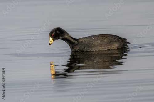 Schilderij op canvas American coot (Fulica americana) Searching for Food
