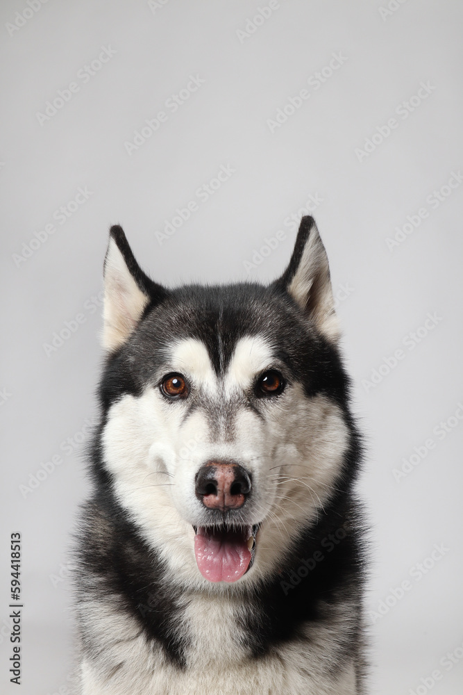 A black Siberian Husky boy is sitting on a white background. Portrait