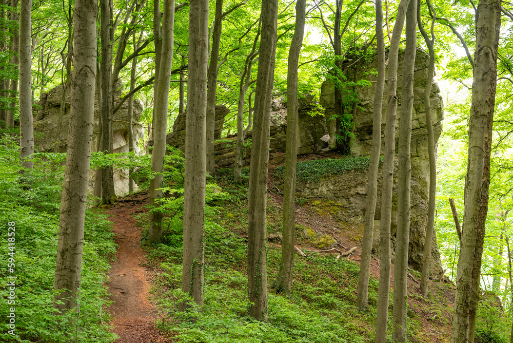 Massive rock formation in a lush green forest on the Ith ridge near Holzen, right along the Massive rock formation in a lush green forest on the Ith ridge near Holzen, right along the