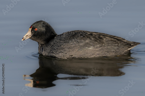 Canvas-taulu American coot (Fulica americana) Searching for Food