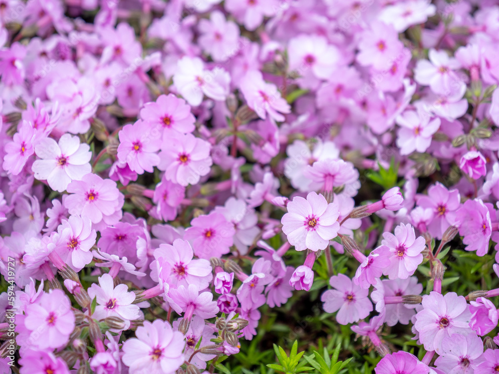 ひがしもこと芝桜公園の芝桜（北海道網走市大空町東藻琴）