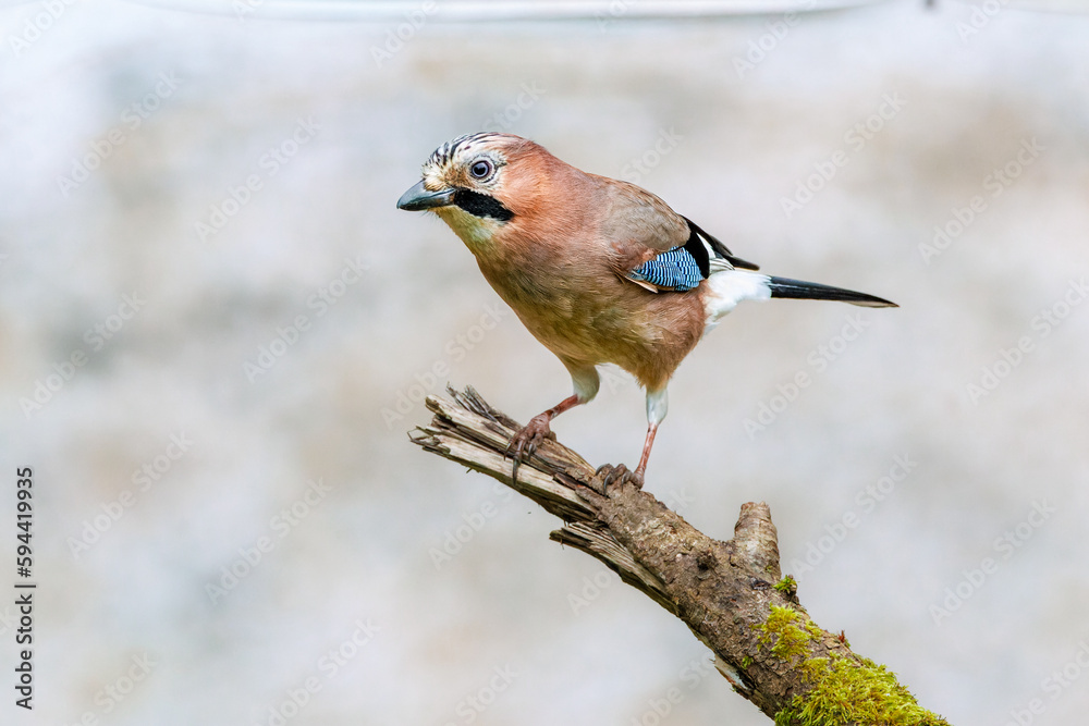 Obraz premium Close up of a splendor colorful plumage Jay, Garrulus glandarius, standing on a mossy branch against light blurred background
