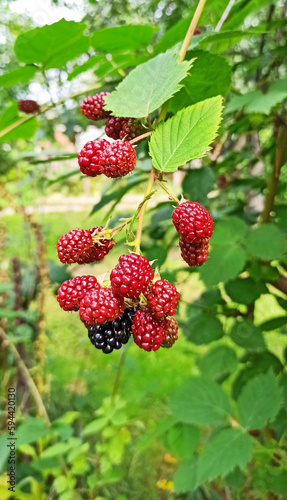 Growing garden blackberries. Unripe garden blackberries. Domesticated berry.