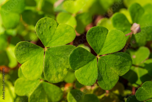 Beautiful macro shot of green, clover-like wood sorrel (Oxalis acetosella) with heart-shaped leaves, Germany