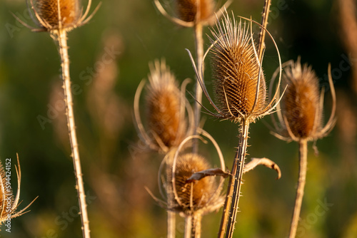Slika na platnu Close-up of dried wild teasel (Dipsacus fullonum) in beautiful light against a g