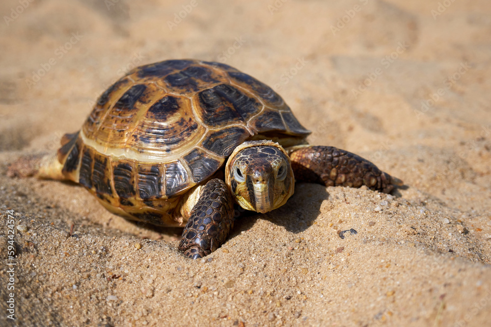 Land tortoise close-up. Russian turtle on the sand Land tortoise close-up. Russian turtle on the sand